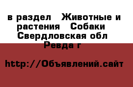  в раздел : Животные и растения » Собаки . Свердловская обл.,Ревда г.